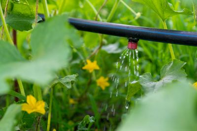 Provide a Drip of Water to the Roots of Your Plants!