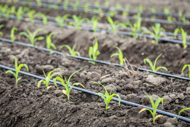 Plant Irrigation Installation in Honolulu, HI